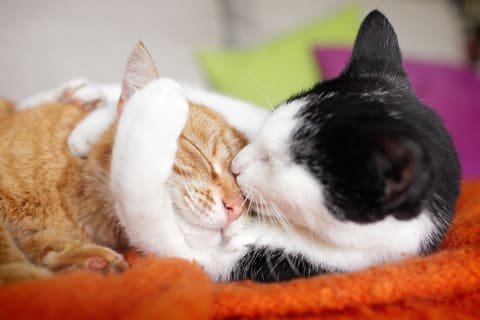 Your cats don't need to cuddle, but they do need to coexist.