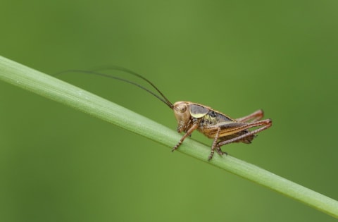 Crickets have antennae that can be virtually the same length as their body.