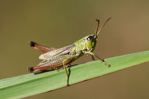 Grasshoppers sport smaller antennae.