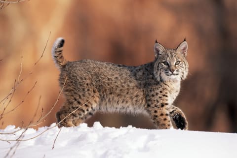 Unlike a Canada lynx, this bobcat has a reddish-brown coat.