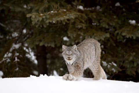 Canada lynx have some seriously impressive paws.