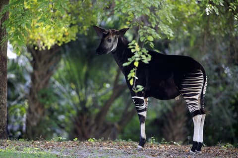 An okapi sports a distinctively patterned coat.