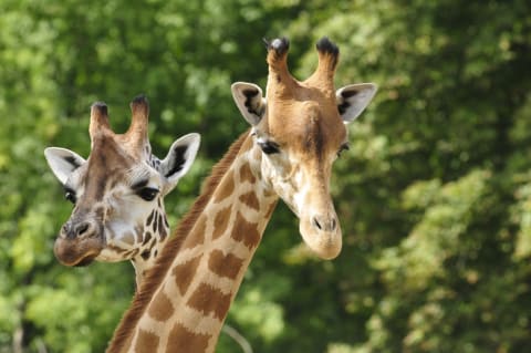 Giraffes’ “horns” are actually ossicones.