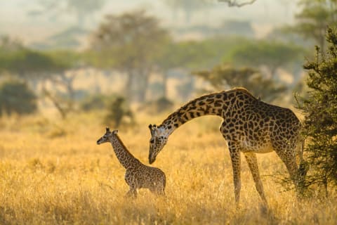 A mama and baby giraffe in Tanzania.