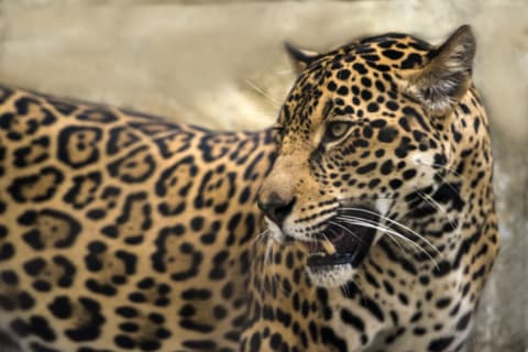 This is a jaguar.