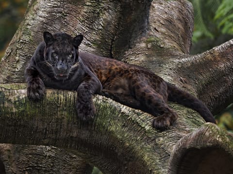 A black panther, a.k.a. a melanistic leopard.