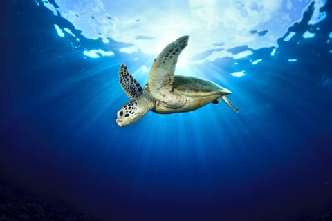 A hawksbill sea turtle gets ready to dive.