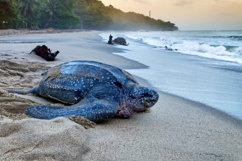 A leatherback sea turtle on the beach in Trinidad.