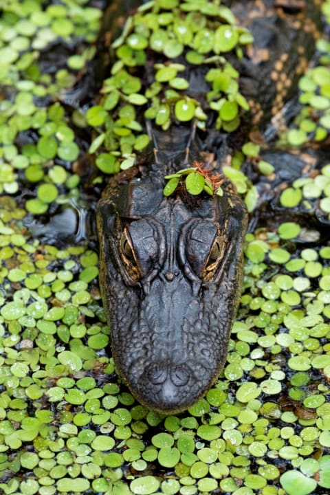 Not something you'd wanna see in a koi pond, either. 