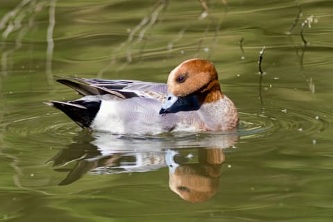 A European widgeon preens his feathers. 