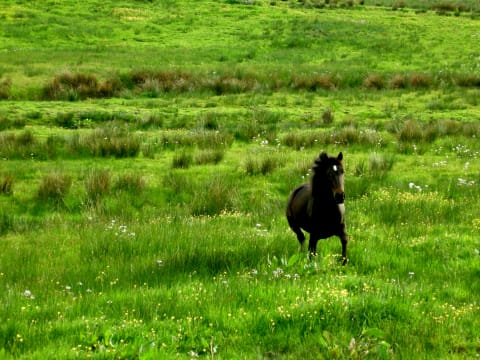 The countryside in County Tipperary, Ireland.