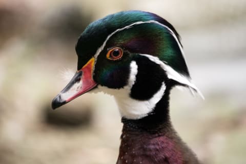 A male wood duck keeps an eye on things.