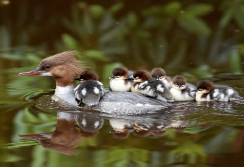 A mama common merganser and her brood of fluffy ducklings.