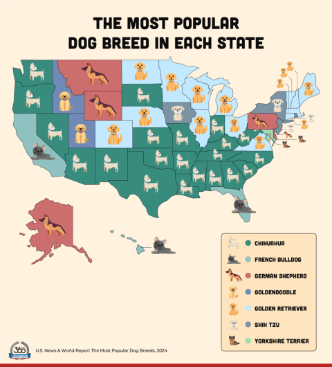 Which states are the most obsessed with Chihuahuas? You'd be surprised. 