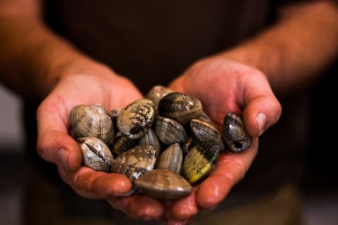 ‘Clams’ is a slang term for money.