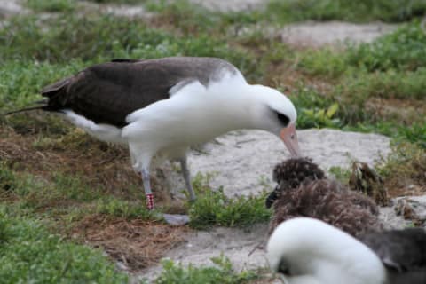 Wisdom the Laysan albatross (here feeding her chick) is the world’s oldest-known bird. Her band is visible on her right leg.