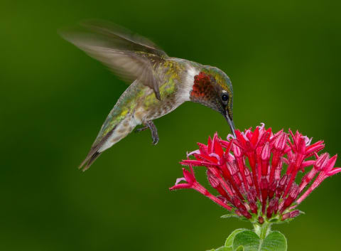 A male ruby-throated hummingbird hovers over a cluster of red flowers.