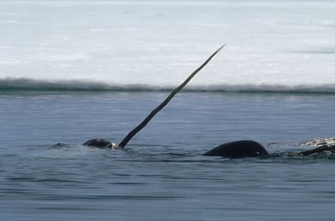 A narwhal raises his tusk.