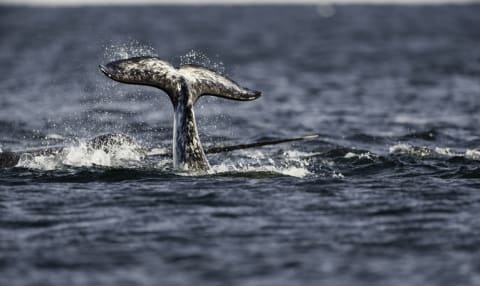 The mottled flukes of a narwhal.