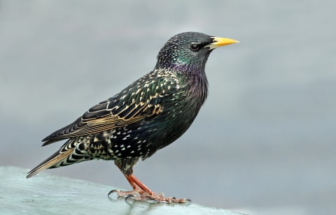 A starling.