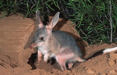 A bilby.