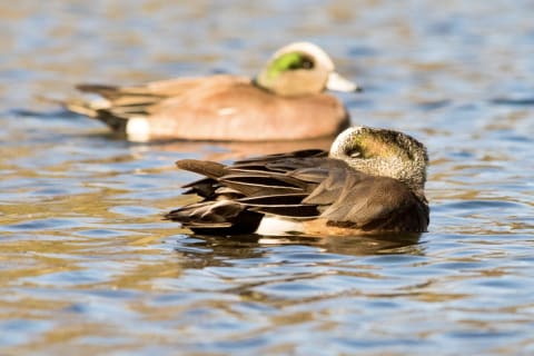 Some ducks sleep with one eye open and trained on potential predators.