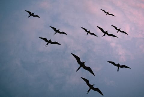 While migrating, frigatebirds don’t need to stop for a nap.