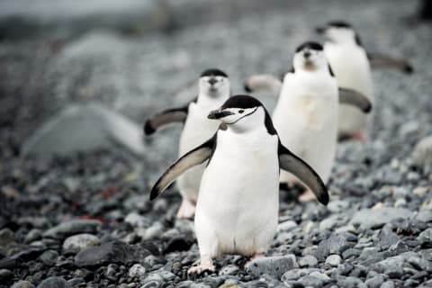 Chinstrap penguins: Champion micro-nappers.