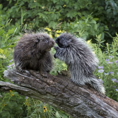 A mama porcupine and her porcupette.