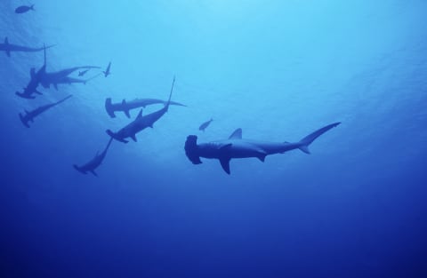 Scalloped hammerhead sharks swimming in a school.