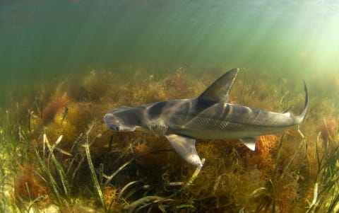 A bonnethead shark.