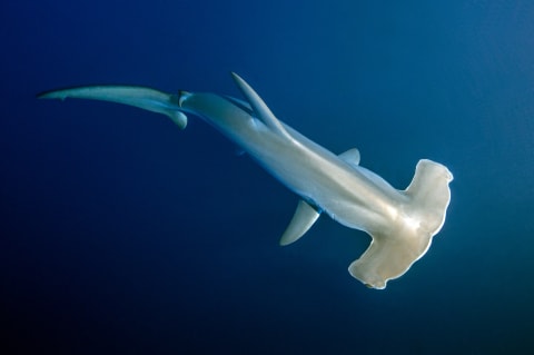 Scalloped hammerhead.