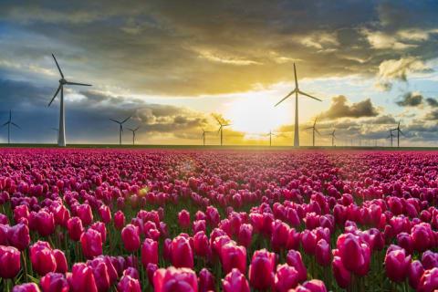 Tulips grow using renewable energy in Flevoland.