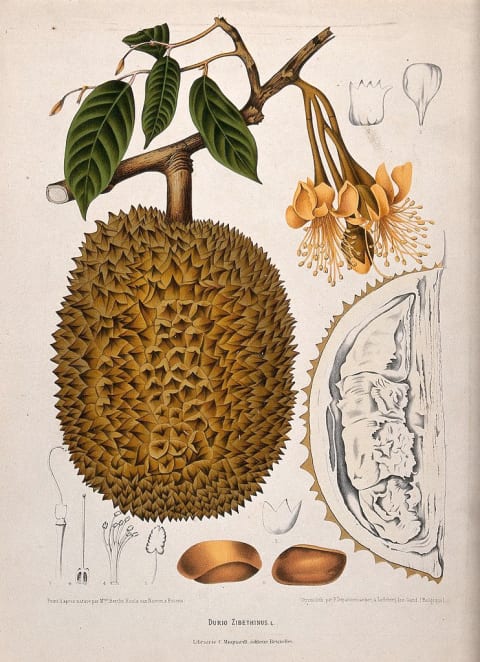 A durian fruit.