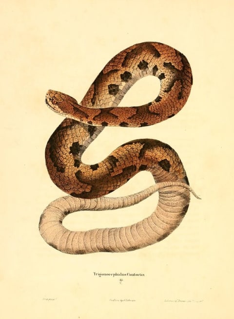 An illustration of a snake of prodigious bigness.