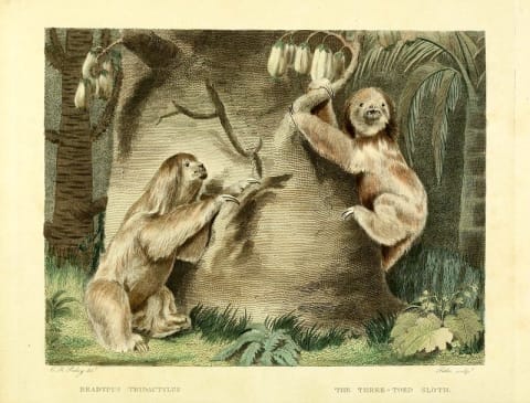 A not-too-accurate illustration of three-toed sloths.