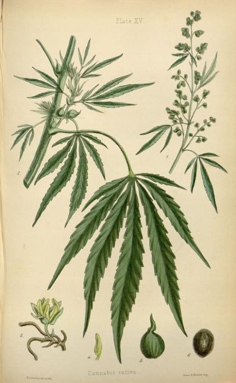 A botanical illustration of marijuana.