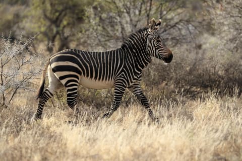 An adult mountain zebra.