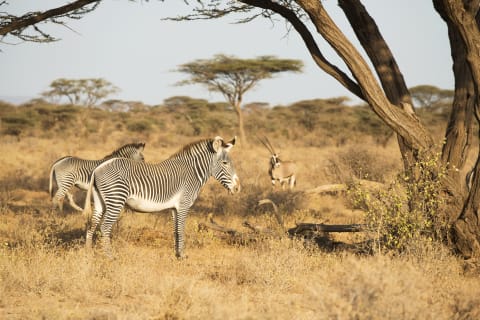 Grevy’s zebras.