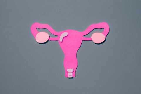 The uterus goes from the size of a lemon to 2 pounds during pregnancy.