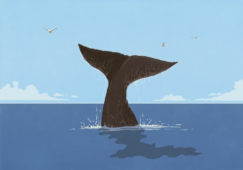 An Italian idiom considers a whale’s posterior.