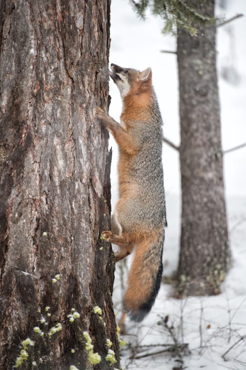 If you see a fox climbing a tree, it's a gray fox.