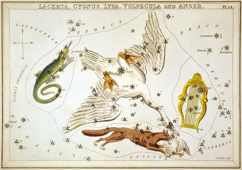 The constellation Lyra (the Harp) near Lacerta (the Lizard), Cygnus (the Swan), and Vulpecula (the Fox) with its star, Anser (the Goose).