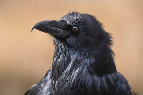 A raven’s bill is more hooked than a crow’s.