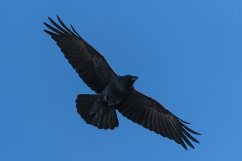 An American crow has a fan-shaped tail in flight, while a raven’s is more pointed in the middle.