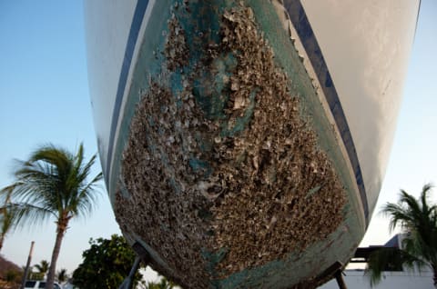 Barnacles on the hull of a boat.