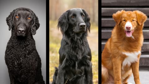 (Left to right) Curly-coated, flat-coated, toller.