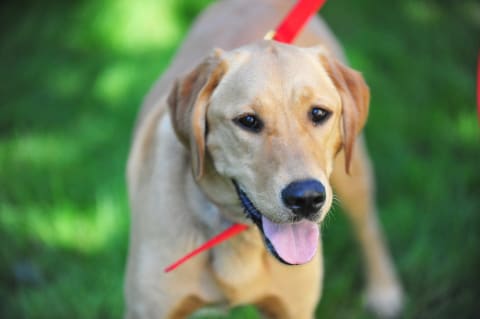 An 18-month-old goldador named Holly.