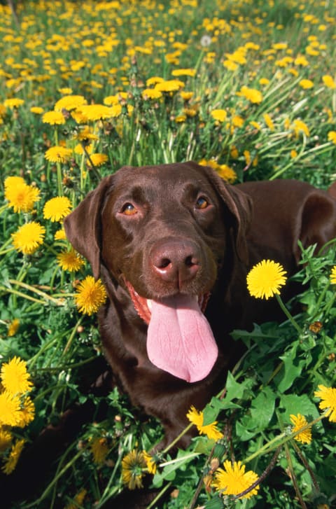 It's easy to tell it's a lab when it's brown.