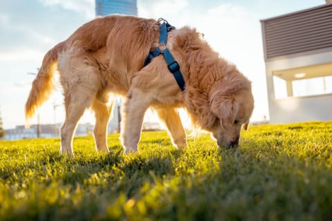 He's probably searching for scat.